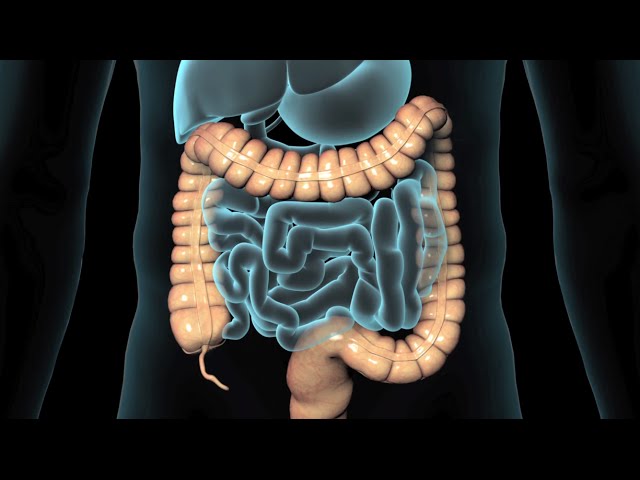 Lower GI Endoscopy (2008)