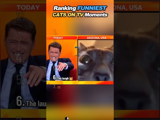 Cats Interrupting Live TV 😭