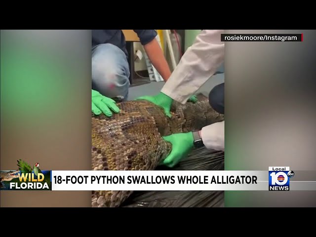 Nearly intact gator found inside python captured in Everglades