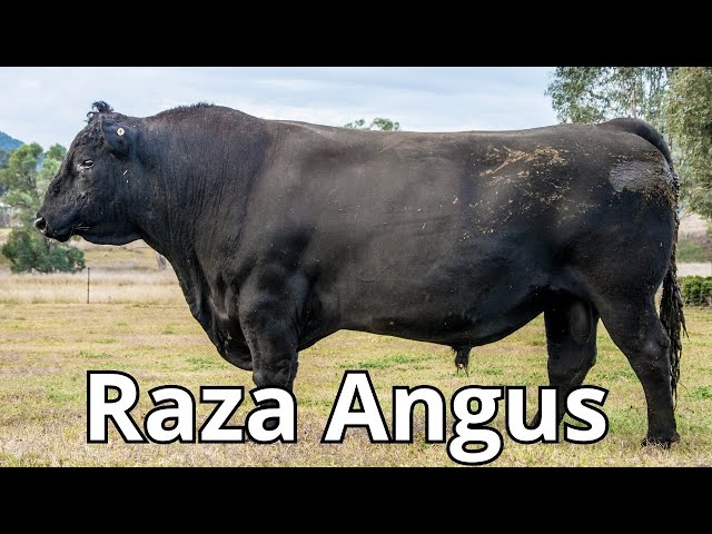 Raza de Ganado Angus: Descubriendo su Origen, Características y Productividad