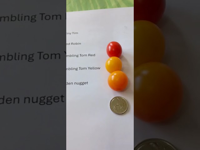 Taste test Tiny Tim, Red Robin, Tumbling Tom and Golden nugget #tomato #tomatoes #tomatovarieties