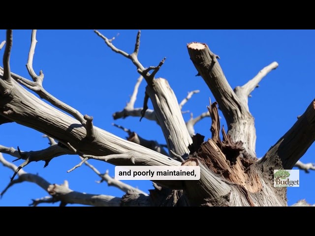 Tree Topping Explained Why Its Harmful and Better Alternatives