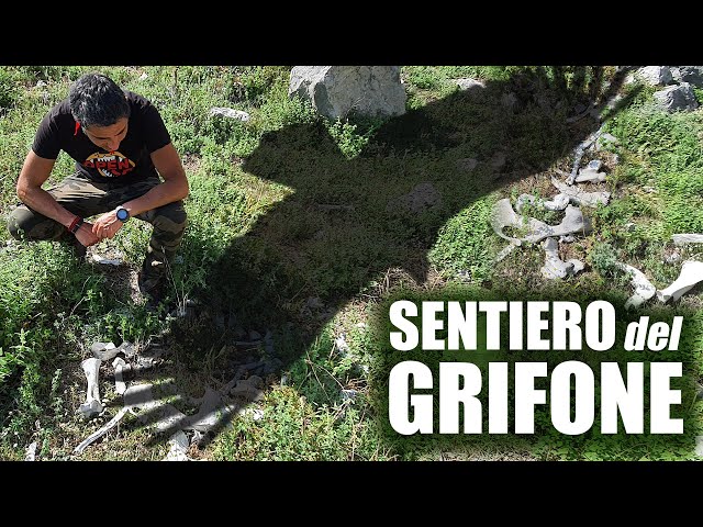 Birdwatching Avvoltoi sul Sentiero del Grifone