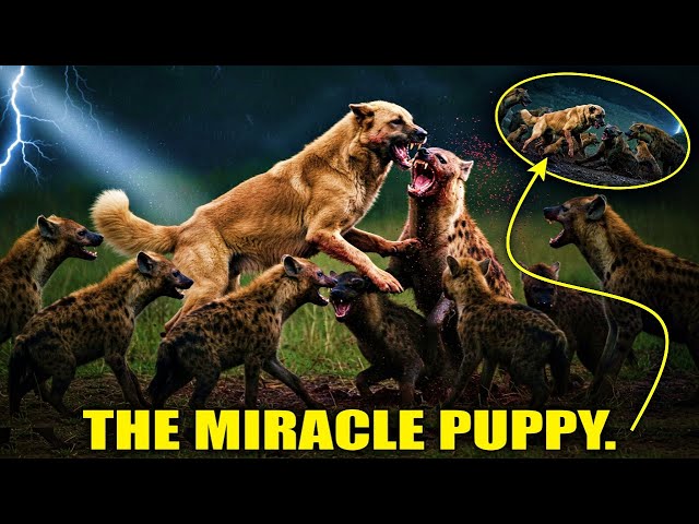 A Kangal female dog gives birth to something rare. The staff SCREAMS when they see the puppy!