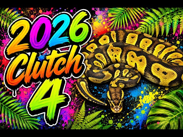 2026 Clutch 4