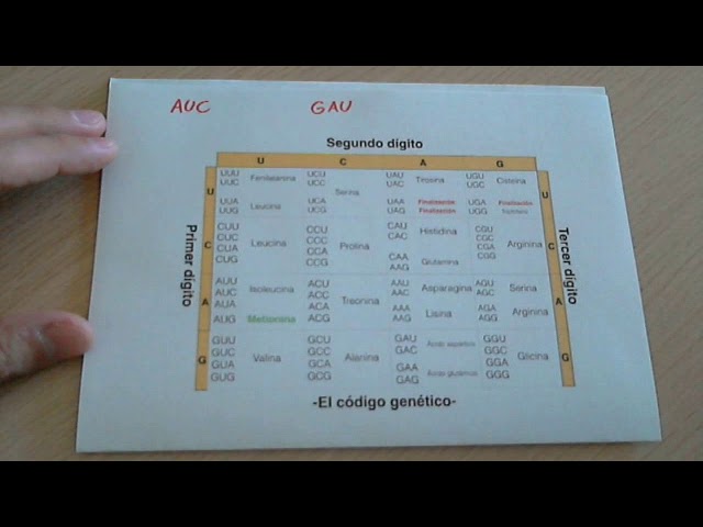 El código genético (nucleótidos y aminoácidos)