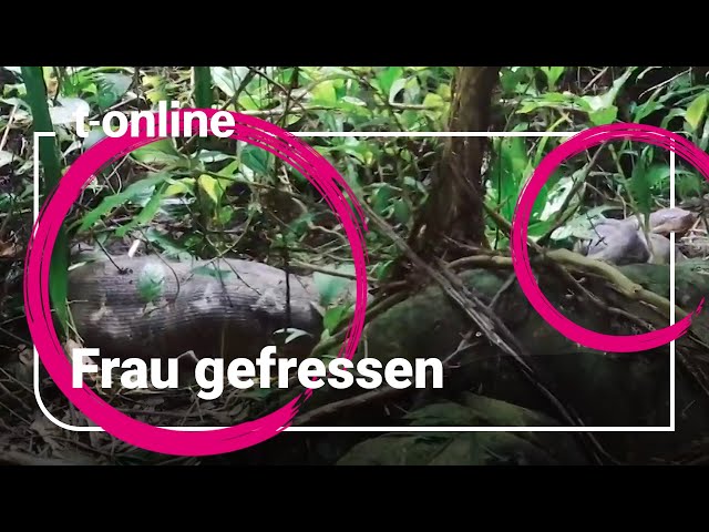 Python devours woman in Indonesia: Giant snake with prey in its stomach