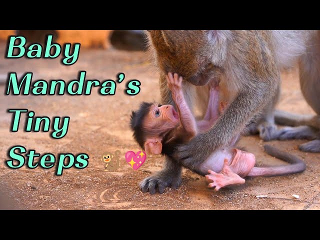🔴 Mama Monkey Manda Protects Baby Mandra 💕 Close-Up First Steps | Adorable Baby Learning to Walk