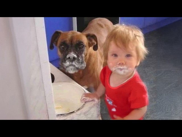 When baby grows up with their best friend - Dog 🥰❤️ Cute Dog and Little Human