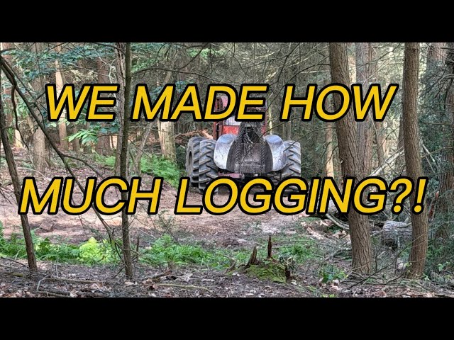 How Much Is the Timber on a Hunting Property Worth? (Our Real Numbers)