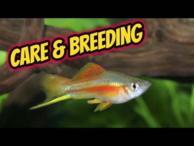 Swordtail Care and Breeding Guide