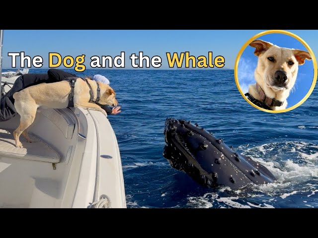 Two Humpback Whales Fall in Love with my Dog!