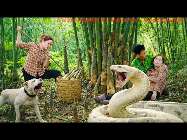 72 Hours Harvesting 1000+ Giant Bamboo Shoots in the Forest – Giant Python Stalks a Woman 😱