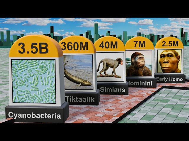 Human Evolution Timeline