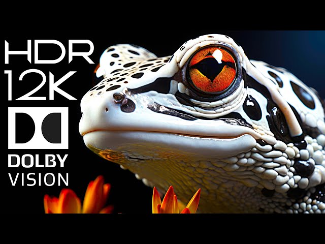 The King of 12K HDR 120fps Dolby Vision