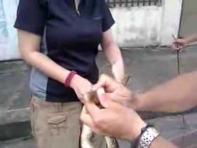 My Retic