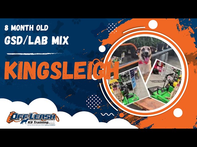 Kingsleigh | 8 Month Old GSD/Lab Mix | Off Leash GSD/Lab Mix Training, Georgia