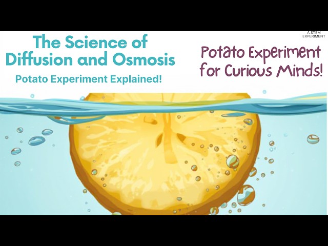 The Science of Diffusion and Osmosis: Potato Experiment Explained! | STEM Experiment #biology