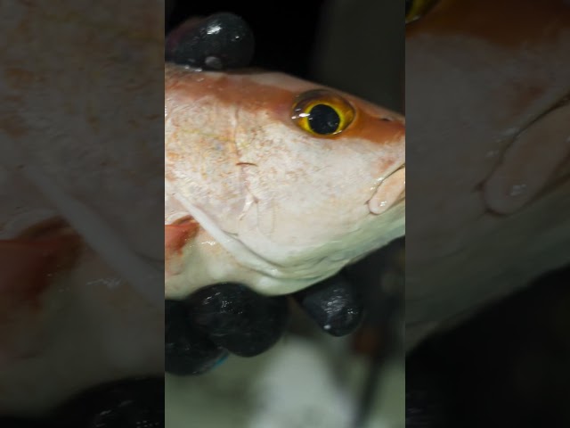 Night time fishing on the 39hr is as hot as the temps right now!