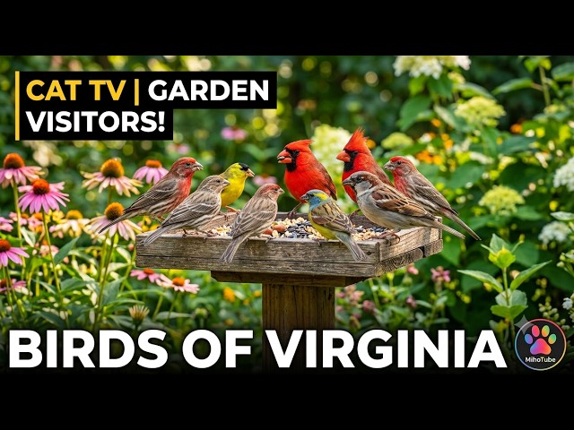 [Cat TV] 🐦 Relaxing Backyard Bird Cam For Bored Cats | 2026.08.08