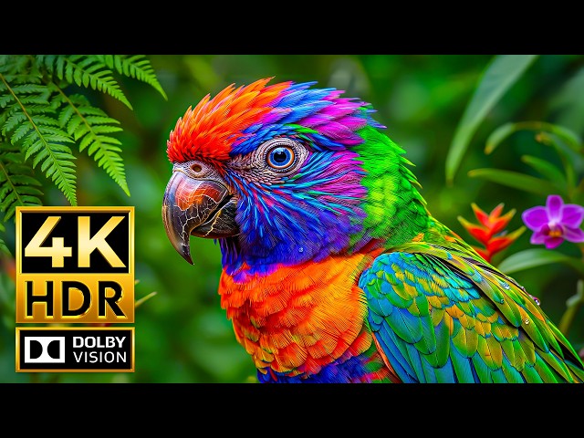 A Must-See OLED HDR Showcase | 4K Nature & Animals | Dolby Vision (8K/4K Video TV)