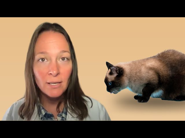 Heavy Breathing Cat? This Video Could Save Their Life
