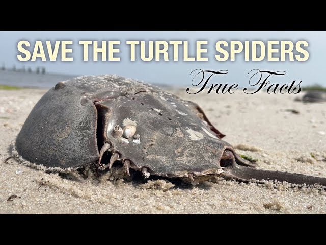 True Facts: Save The Turtle Spiders!