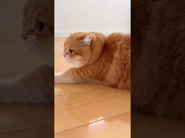 Chunky Cat’s Playtime Party