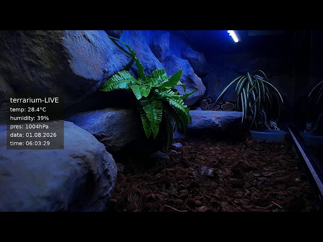 terrarium-LIVE 🔴 01/08/2026 🐍 Ball Python Regius Snake