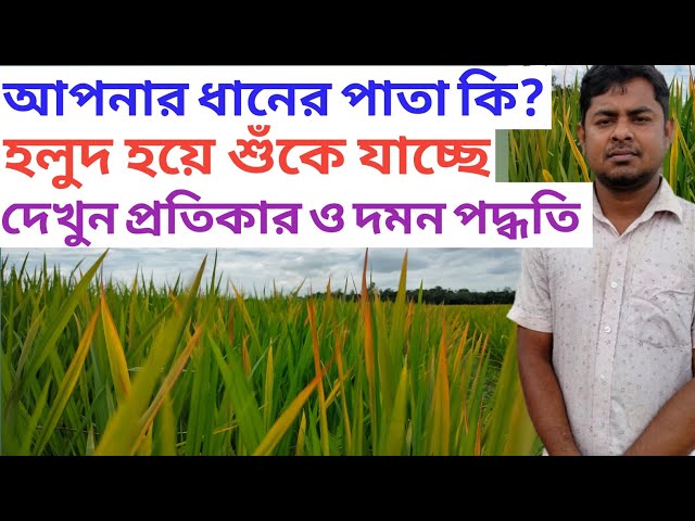 ধান গাছের পাতা হলুদ হওয়ার কারণ ও প্রতিকার। ধান গাছের উপরের পাতা শুকে যাচ্ছে