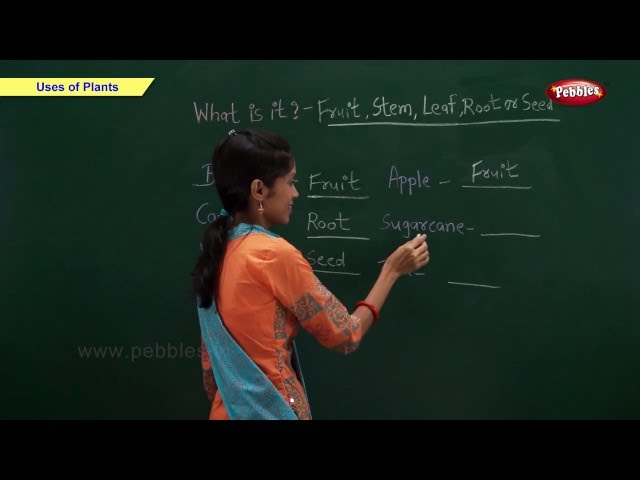 CBSE Class 2 Science : Uses of Plants | Class 2 Science CBSE School Syllabus Videos | NCERT