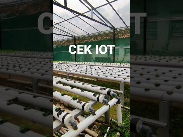 Pengecekan IOT hidroponik #hidroponik #tutorial #iot