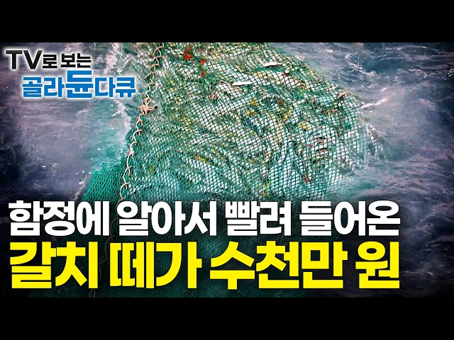30년 조류 터득했더니 비싼 물고기 떼가 알아서 그물 찢어지게 빨려들어온다｜앉아만 있어도 수천만 원 잡는 어부의 기술｜잘 먹고 잘 잡는다｜만선 갈치잡이｜바닷가 사람들｜#골라듄다큐