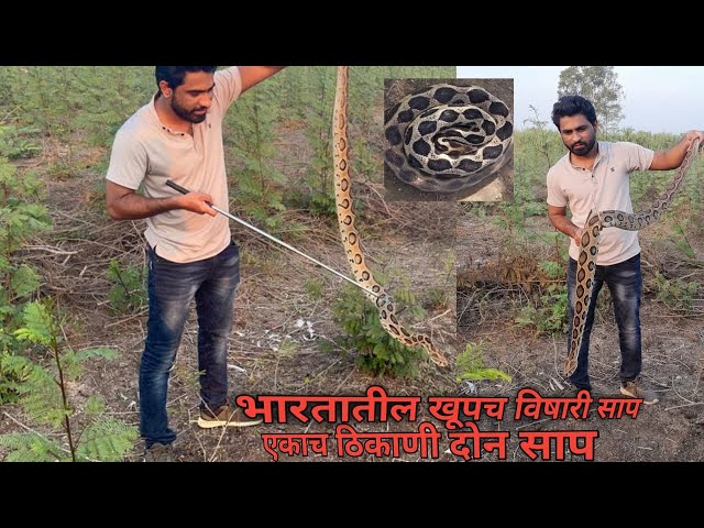 एकाच ठिकाणी आढळले दोन विषारी साप 😨😱 #youtube #videos #aakashjadav #murliwalahosla #saidaskushal