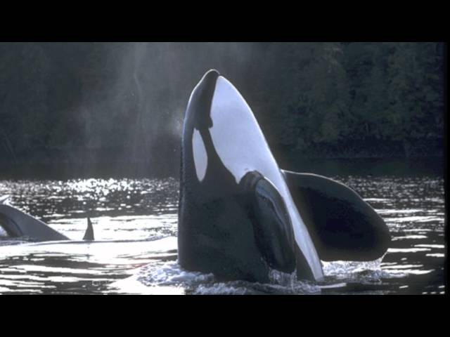 Orca sounds