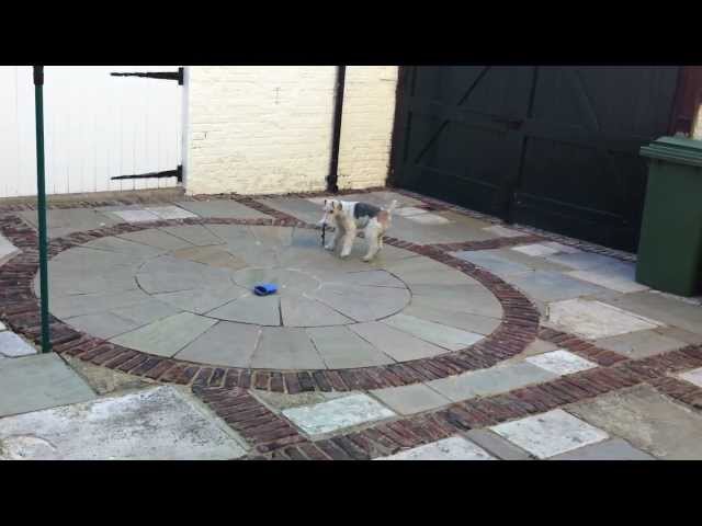 Wire Fox Terrier Lexie playing with her lead