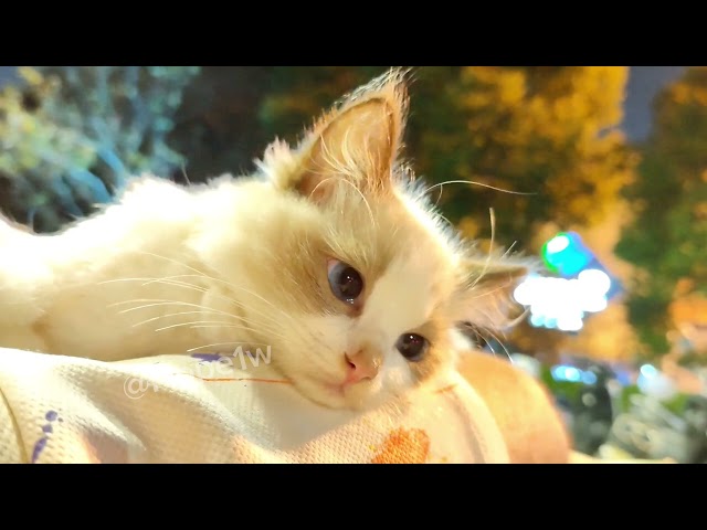 #pets #fun #fyp #funny #foryou #viral