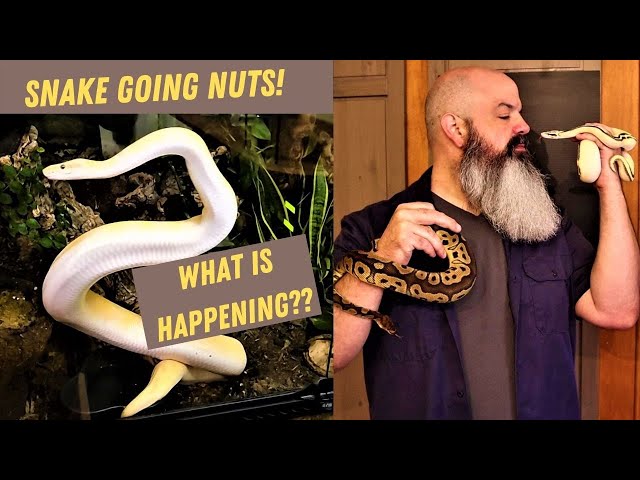 More Snake Behavior: Ball Python Acting Crazy??