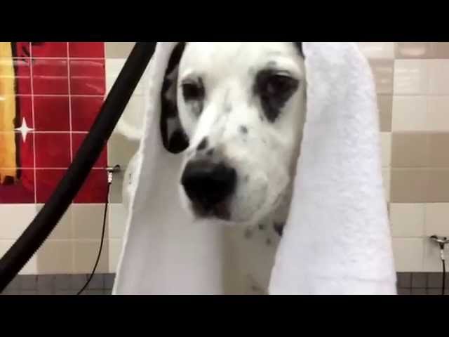 Dog barks after bath "slow motion" @howiebeane