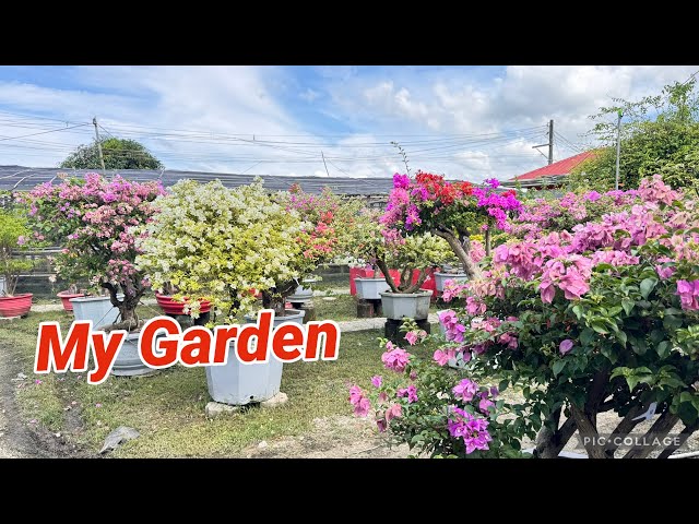 More videos of my garden with grafted bougainvillea 