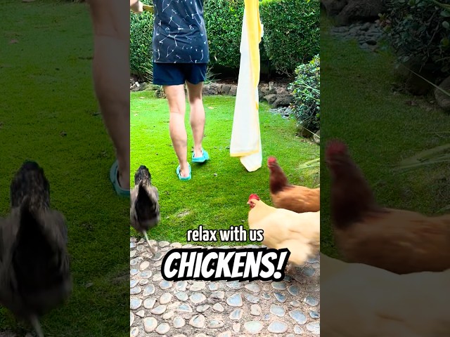 🐔💕 My chickens FOLLOW ME EVERYWHERE!
