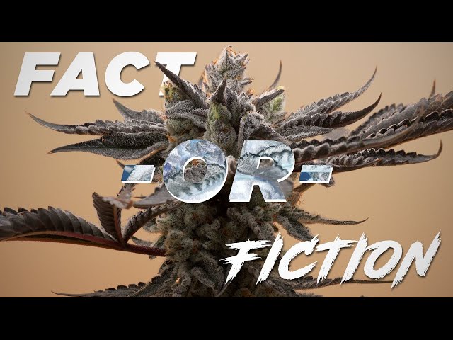 The Many Myths of Home Growing: Fact VS Fiction