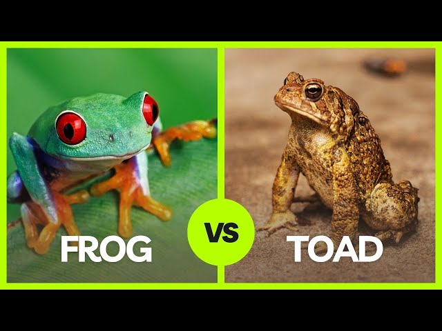 Now You Can Identify Frog and Toad - Simple Comparison Between Frog and Toad - Facts for Kids