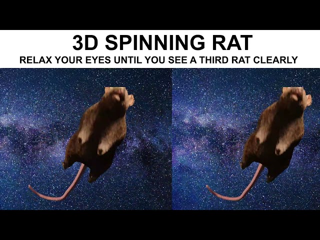 3D Stereogram Illusion Spinning Rat 4K 60FPS (Protip: The smaller the video, the easier it is to do)