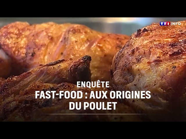 INVESTIGATION - Fast Food: The Origins of Chicken｜TF1 INFO