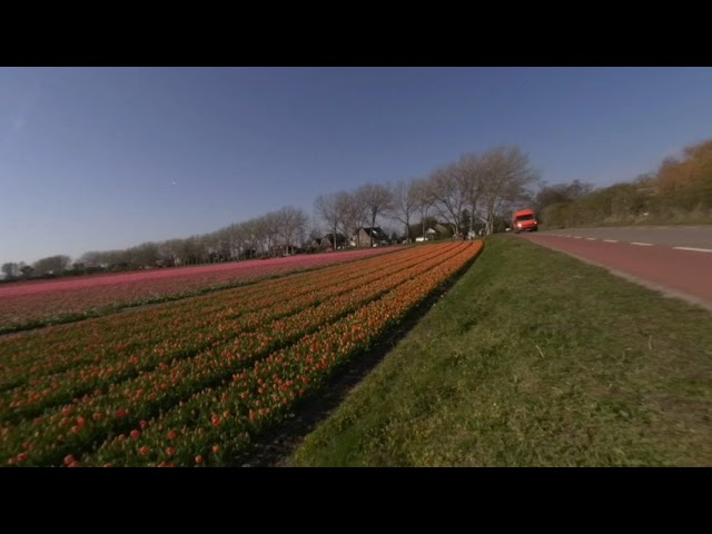 Bollenstreek - clip 1