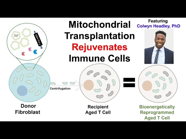 Mitochondrial Transplantation Rejuvenates Immune Cells