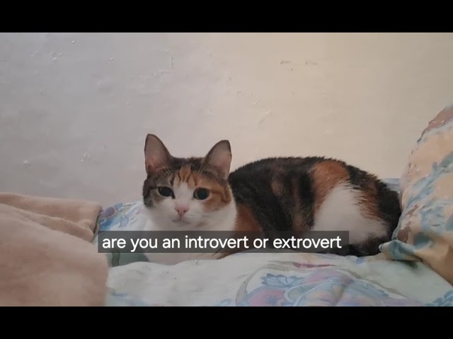 introvert or extrovert... i'm neither