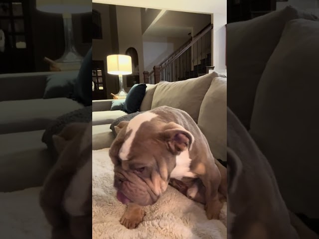 Impersonating POLITICIANS with Dad Jokes! 🤣