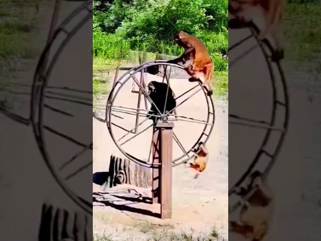 All the strange activities of monkeys #funny #shorts
